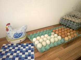 Chicken and duck eggs