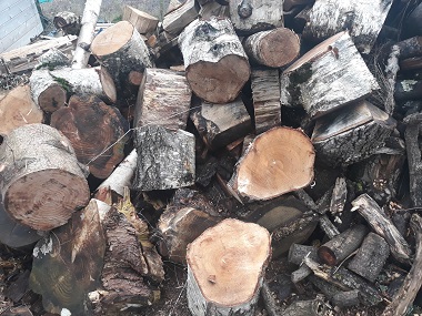 Logs cut to size